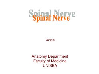 Spinal Nerve