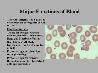 Major Functions of Blood