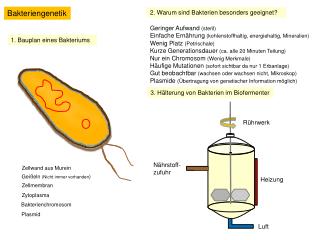 Bakteriengenetik
