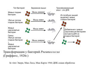 Трансформация у бактерий Pneumococcus (Гриффитс, 1928г.)