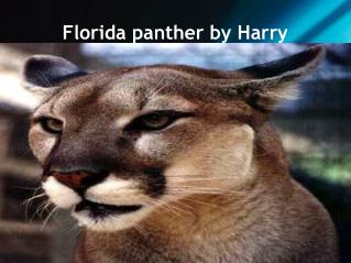 Florida panther by Harry