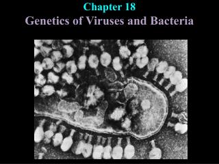 Chapter 18 Genetics of Viruses and Bacteria