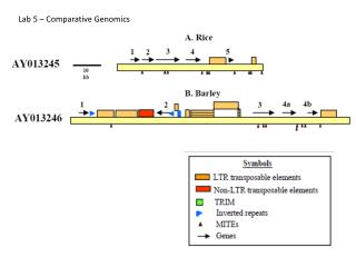 Lab 5 – Comparative Genomics
