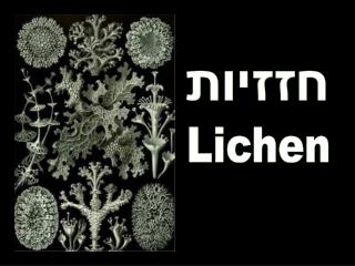 Lichen