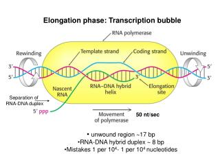 Elongation phase: Transcription bubble