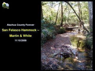 Alachua County Forever San Felasco Hammock – Martin &amp; White 11/10/2009