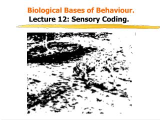 Biological Bases of Behaviour. Lecture 12: Sensory Coding.