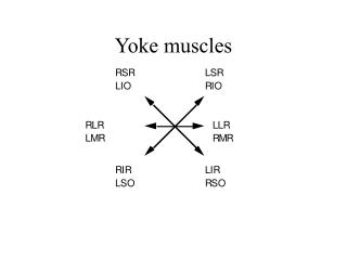 Yoke muscles