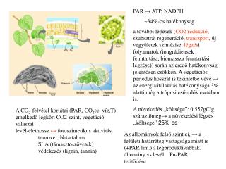 PAR → ATP, NADPH ~34%-os hatékonyság