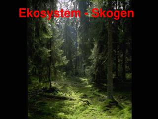 Ekosystem - Skogen