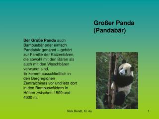 Großer Panda (Pandabär)