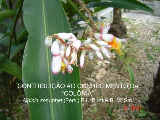 CONTRIBUIÇÃO AO CONHECIMENTO DA “COLÔNIA” Alpinia zerumbet (Pers.) B.L. Burtt &amp; R. M. Sm.