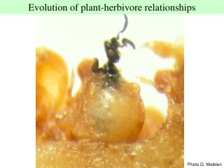 Evolution of plant-herbivore relationships