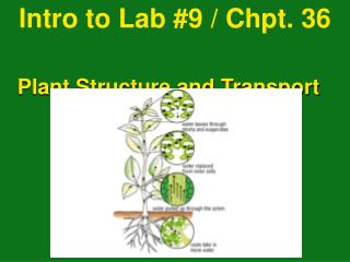 Intro to Lab #9 / Chpt. 36 	 Plant Structure and Transport 		 pg. 744 - 753