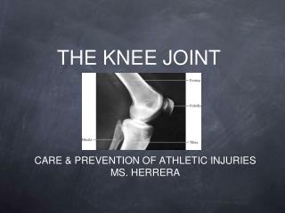 THE KNEE JOINT
