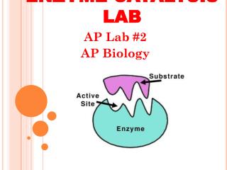 ENZYME CATALYSIS LAB