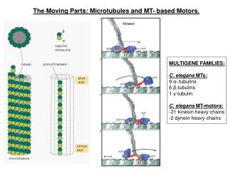 The Moving Parts: Microtubules and MT- based Motors.