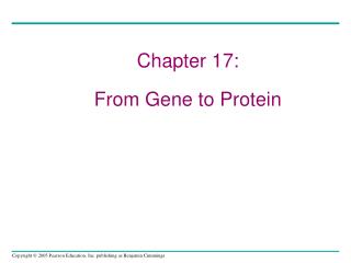 Chapter 17: From Gene to Protein
