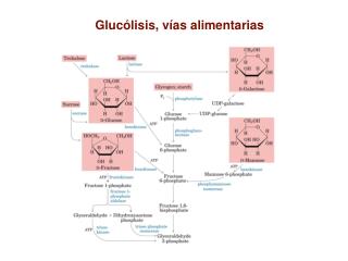 Glucólisis, vías alimentarias