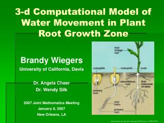 3-d Computational Model of Water Movement in Plant Root Growth Zone
