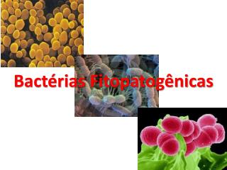 Bactérias Fitopatogênicas