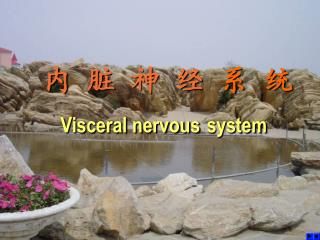 内 脏 神 经 系 统 Visceral nervous system