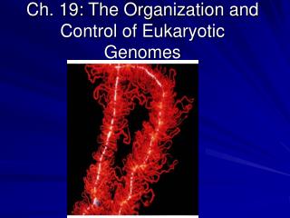 Ch. 19: The Organization and Control of Eukaryotic Genomes