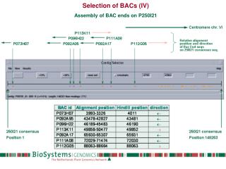 Selection of BACs (IV) Assembly of BAC ends on P250I21