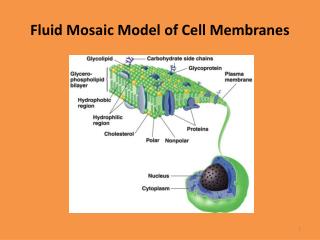Fluid Mosaic Model of Cell Membranes