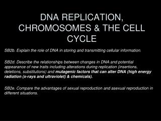 DNA REPLICATION, CHROMOSOMES &amp; THE CELL CYCLE