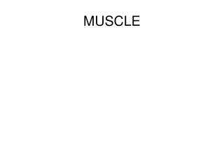 MUSCLE