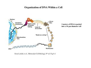 Organization of DNA Within a Cell