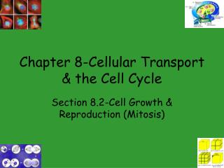 Chapter 8-Cellular Transport &amp; the Cell Cycle