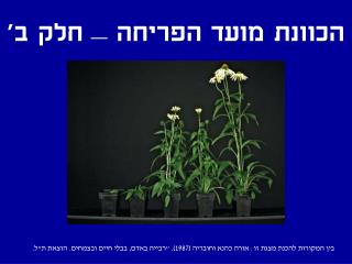 הכוונת מועד הפריחה – חלק ב'