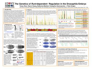 The Genetics of Runt -dependent Regulation in the Drosophila Embryo