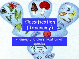Classification (Taxonomy)