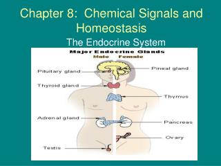Chapter 8: Chemical Signals and Homeostasis