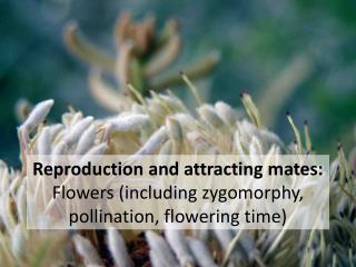 Reproduction and attracting mates: Flowers (including zygomorphy , pollination, flowering time)