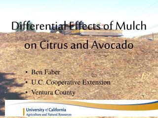 Differential Effects of Mulch on Citrus and Avocado