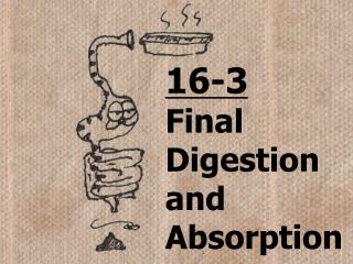 16-3 Final Digestion and Absorption