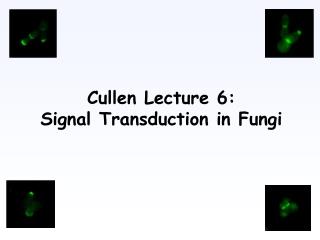 Cullen Lecture 6: Signal Transduction in Fungi