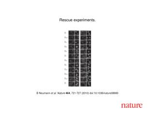 B Neumann et al. Nature 464 , 721-727 (2010) doi:10.1038/nature08869
