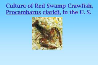 Culture of Red Swamp Crawfish, Procambarus clarkii , in the U. S.