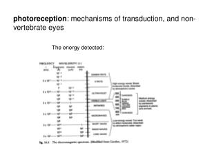 photoreception : mechanisms of transduction, and non-vertebrate eyes