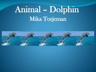 Animal – Dolphin