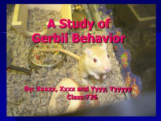 A Study of Gerbil Behavior
