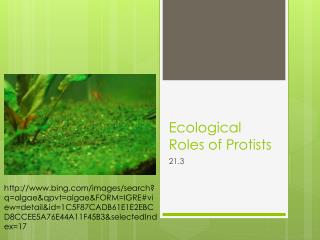 Ecological Roles of Protists