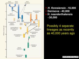 H. floresiensis ~18,000 Denisova ~40,000 H. neanderthalensis ~30,000