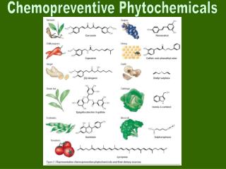 Chemopreventive Phytochemicals