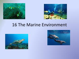 16 The Marine Environment